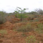 2006-10 Umba Valley 24