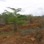 2006-10 Umba Valley 26