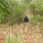 2006-10 Umba Valley 65