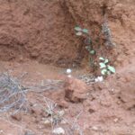 2006-10 Umba Valley 86