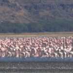 2009-04 Naivasha Hells Gate 1