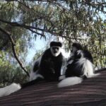 2009-04 Naivasha Hells Gate 12