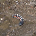 2009-04 Naivasha Hells Gate 21