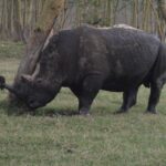 2009-04 Naivasha Hells Gate 37