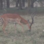 2009-04 Naivasha Hells Gate 38