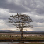 2009-04 Naivasha Hells Gate 39