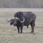 2009-04 Naivasha Hells Gate 45