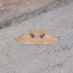 2009-04 Naivasha Hells Gate 48