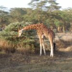 2009-04 Naivasha Hells Gate 50