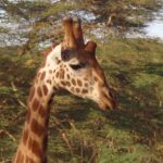 2009-04 Naivasha Hells Gate 51