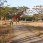 2009-04 Naivasha Hells Gate 52
