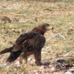 2009-04 Naivasha Hells Gate 53