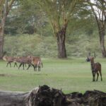 2009-04 Naivasha Hells Gate 8