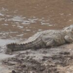 2013-07 Masai Mara 1