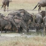 2013-07 Masai Mara 11