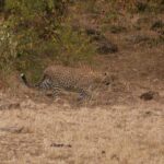2013-07 Masai Mara 13