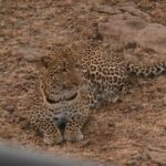 2013-07 Masai Mara 14