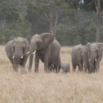 2013-07 Masai Mara 18