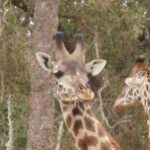 2013-07 Masai Mara 19