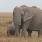 2013-07 Masai Mara 2