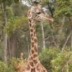 2013-07 Masai Mara 20