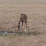 2013-07 Masai Mara 21