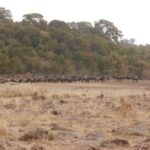 2013-07 Masai Mara 22
