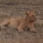 2013-07 Masai Mara 23