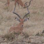 2013-07 Masai Mara 24
