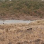 2013-07 Masai Mara 25