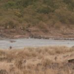 2013-07 Masai Mara 26