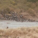 2013-07 Masai Mara 27