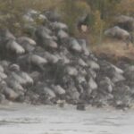 2013-07 Masai Mara 29