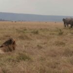 2013-07 Masai Mara 3