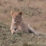 2013-07 Masai Mara 30