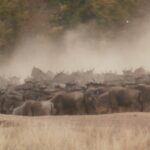 2013-07 Masai Mara 32