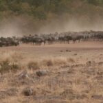 2013-07 Masai Mara 33