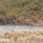 2013-07 Masai Mara 35