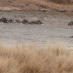 2013-07 Masai Mara 36