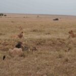 2013-07 Masai Mara 38