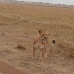 2013-07 Masai Mara 39