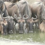 2013-07 Masai Mara 4