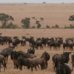 2013-07 Masai Mara 44