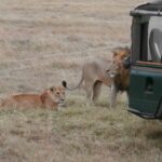 2013-07 Masai Mara 47