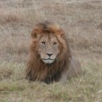 2013-07 Masai Mara 48