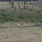 2013-07 Masai Mara 5
