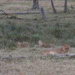 2013-07 Masai Mara 6