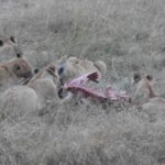 2013-07 Masai Mara 7