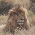 2013-07 Masai Mara 8