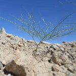 2014-06 Dolan Springs Gold Mine 4